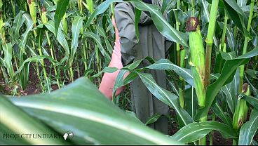 couple having sex in a public cornfield – loving the thrill to get caught